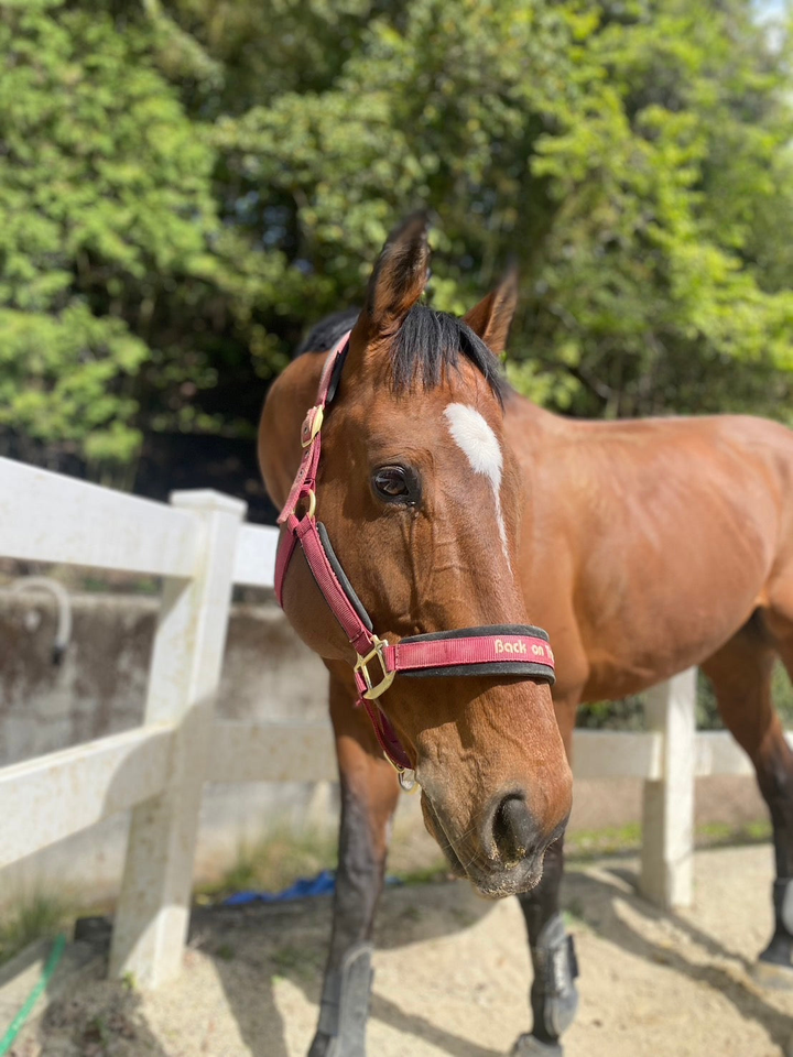 Ritto Retired Racehorse Support Association　栗東引退競走馬支援協会